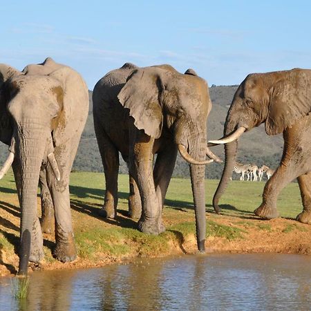 Addo Elephant Lodge & Safaris Kirkwood Exterior photo