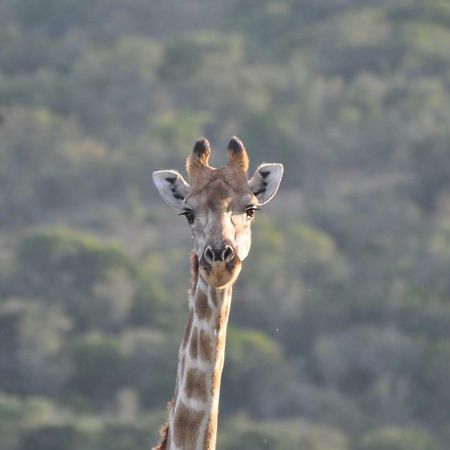 Addo Elephant Lodge & Safaris Kirkwood Exterior photo