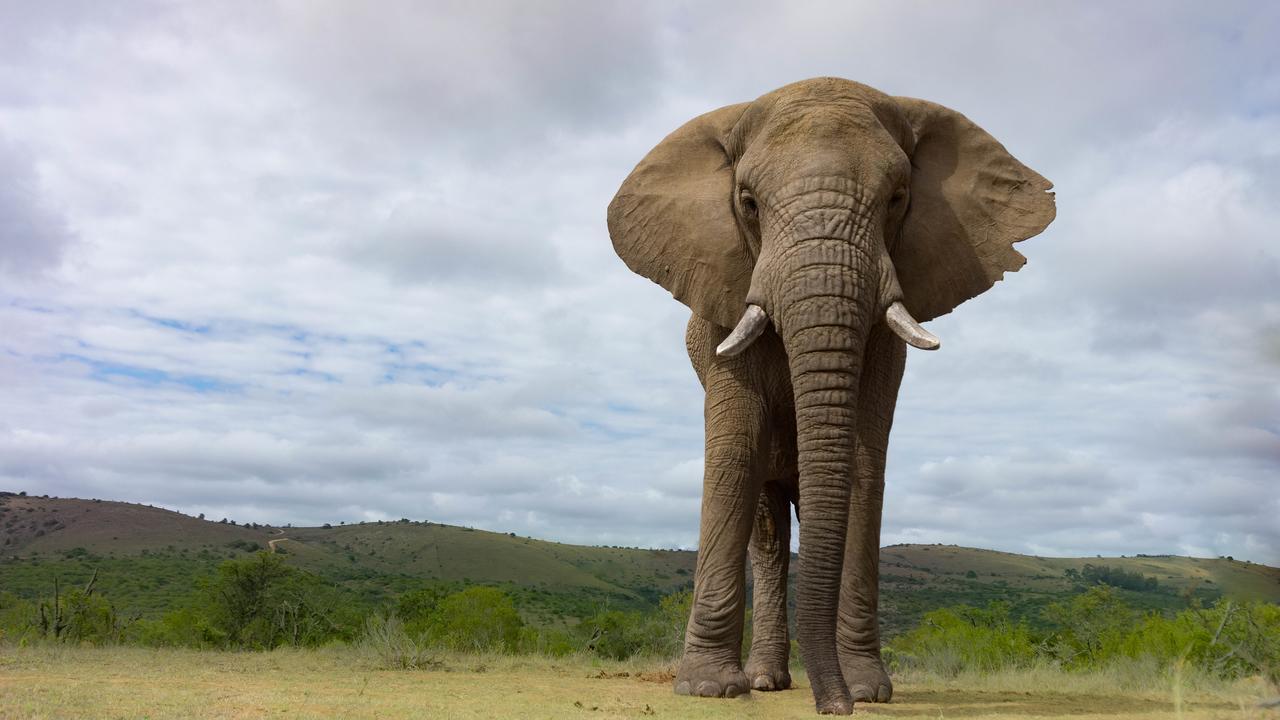 Addo Elephant Lodge & Safaris Kirkwood Exterior photo