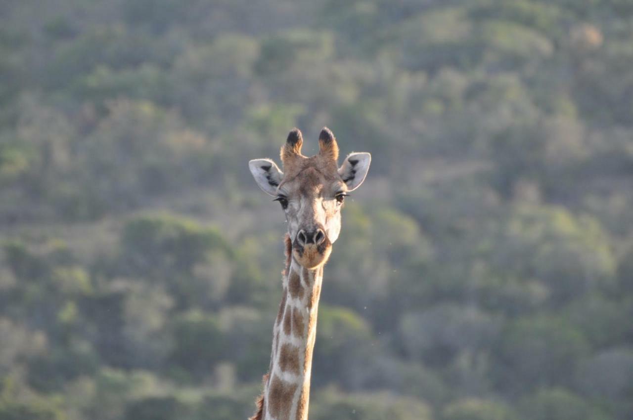 Addo Elephant Lodge & Safaris Kirkwood Exterior photo